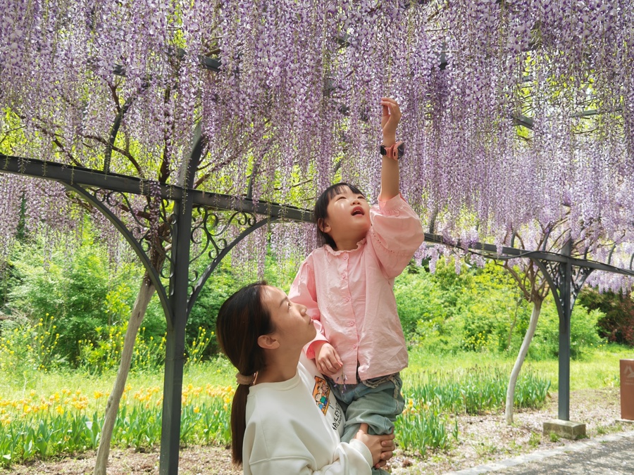 游客在紫藤长廊赏花。 李宝花 摄.jpeg
